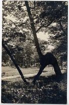 Freak Tree Scranton Ave. Lake Bluff ILL